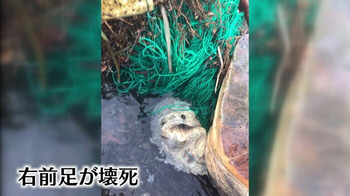 網が絡まり壊死した足