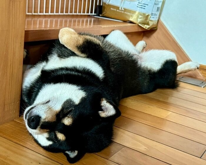 階段の一番下に堂々とへそ天