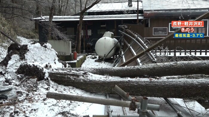 道路近くの飲食店の一部を破壊し、根元から倒れている木
