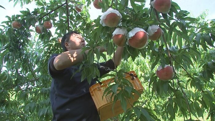 1本の木あたり1%しかモモの実を残さない選抜作業