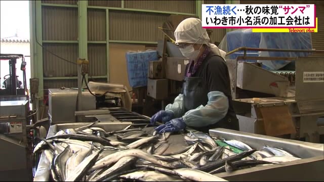 震災前は5000トンを超えていたが去年は10分の1以下…福島県のサンマ漁獲量 今年はさらに…