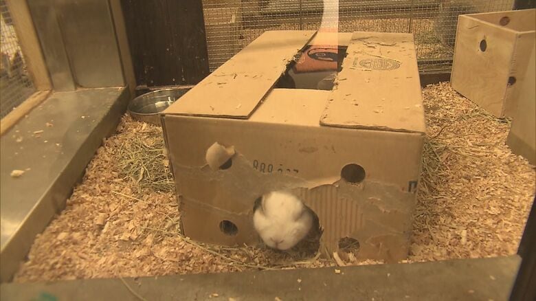 箱からウサギの顔がぴょこり！　出入り口を自ら開通…飼育員も驚く「段ボール遊び」が話題【福岡発】