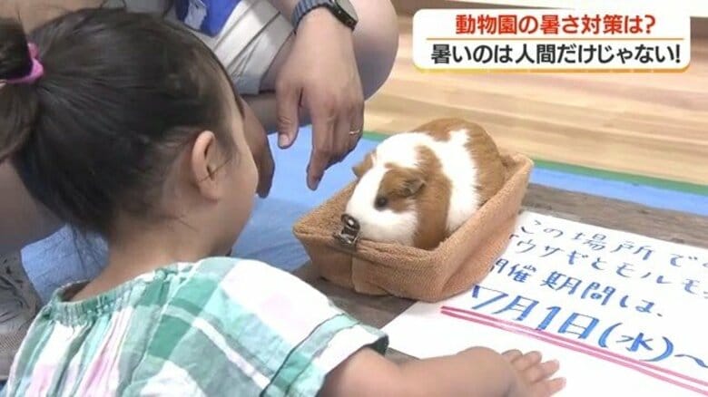 熱中症対策で動物園が変わった 屋内でウサギと触れ合い・スタッフ全員にファン付き作業服 鹿児島・平川動物公園|FNNプライムオンライン