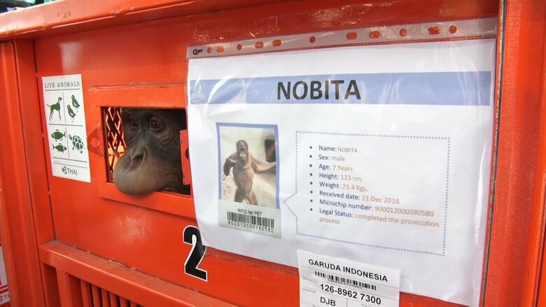 密輸されたオランウータン3頭　名前は「ノビタ」に「シズカ」…タイからインドネシアに送り返される｜FNNプライムオンライン