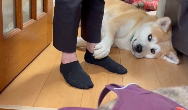 出掛けるところを足で抑えて“拒否” ！病院に行きたくない秋田犬の訴えがかわいい…どうしてこんなに必死？飼い主に聞いた｜FNNプライムオンライン