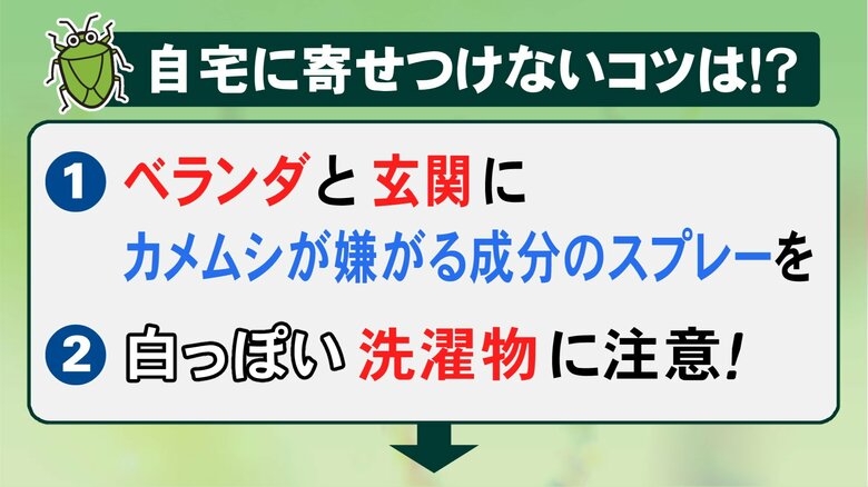 全国的に大量発生中の『カメムシ』専門家に聞いた家庭で出来る対策 家の中にいたら“空きペットボトル”で…｜FNNプライムオンライン