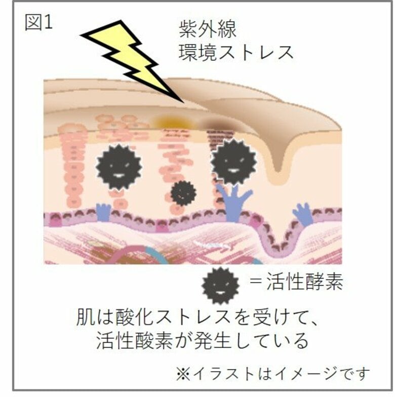 フラボノイドとアスコルビン酸の相乗効果で表皮細胞の酸化を防ぐ力を強化