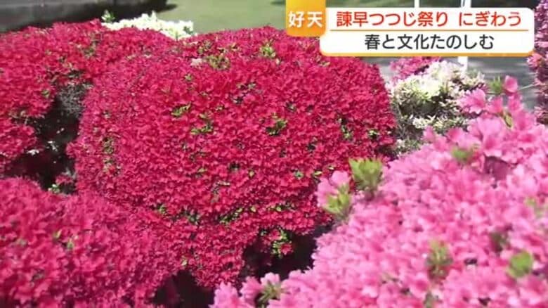 花もグルメも高校生の野点も　長崎・諫早公園はツツジが見頃　好天で諫早つつじ祭りにぎわう｜FNNプライムオンライン