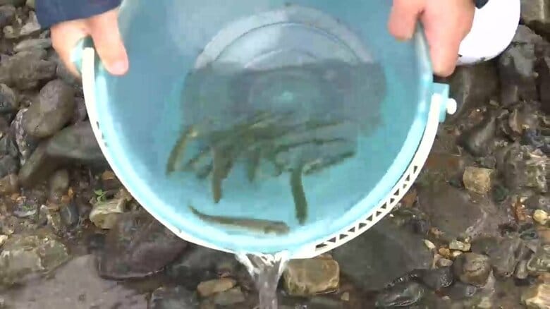 深刻な不漁続くなか、子どもたちがサケの稚魚を放流　岩手県宮古市｜FNNプライムオンライン