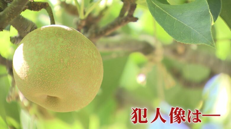 「何もない。きれいにない」 収穫直前のナシ 約6000個が盗まれる   やりきれない生産者の思い   泥棒の犯人像は―【福岡発】｜FNNプライムオンライン