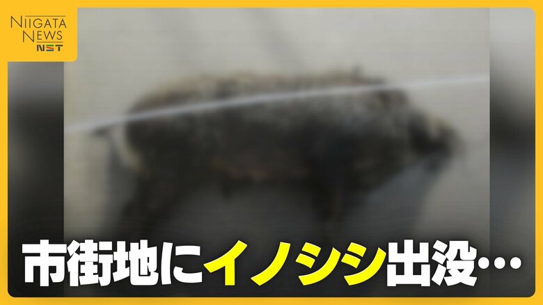 背後から突進…新潟市の市街地に“イノシシ”出没で3人ケガ 車と接触・ガラス割られる被害も｜FNNプライムオンライン