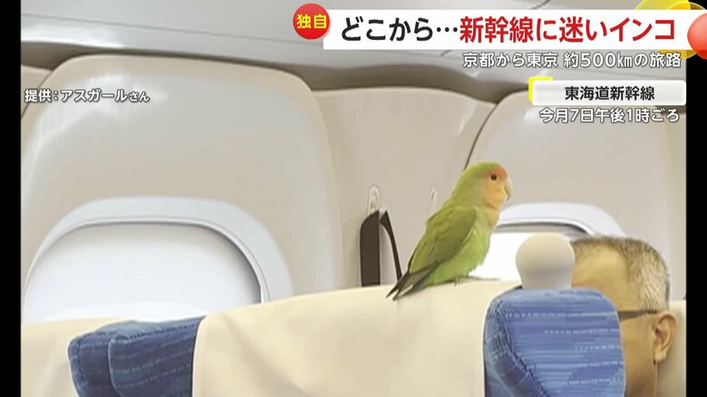 【独自】どこから？新幹線の中に“迷いインコ”…京都から東京 約500kmの“旅路”も捕獲され警察へ　SNSきっかけで飼い主のもとに｜FNNプライムオンライン