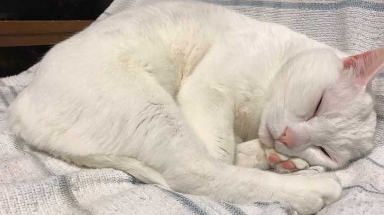 リラックスして寝ている「だいふく」