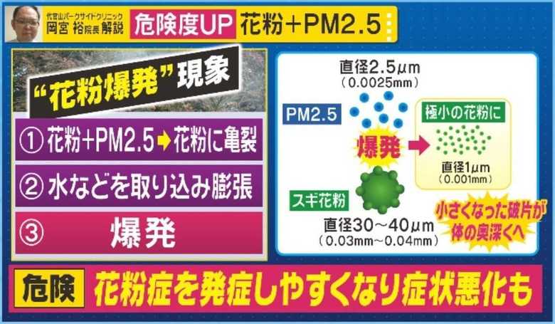 <スギ花粉+PM2.5の場合>