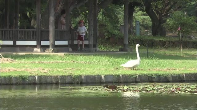 子供たちも不思議に思う夏の白鳥