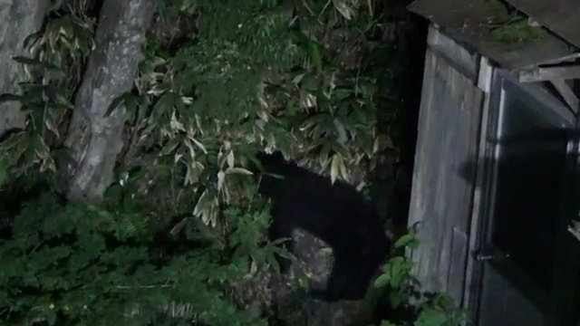 福島県で目撃された熊