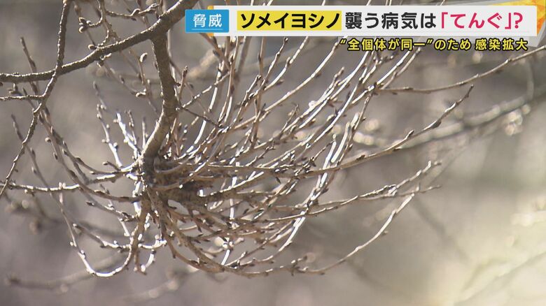 「てんぐ巣病」が流行