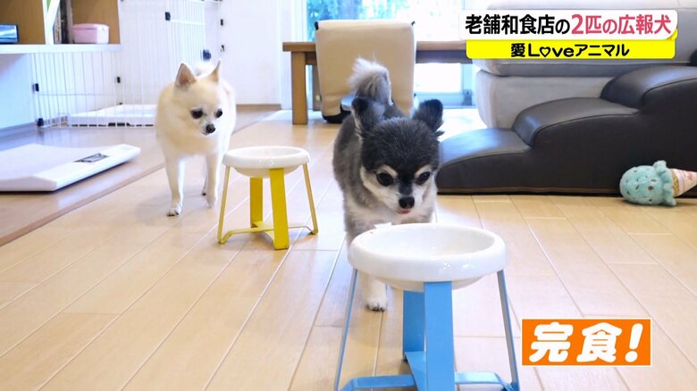 おいしいごはんをペロリ