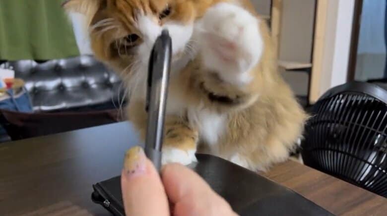 書いている飼い主さんの邪魔をしてくる麦ちゃん