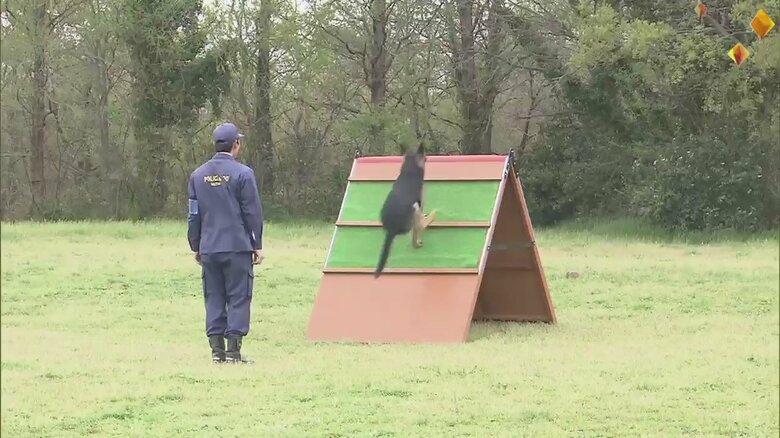 審査会で障害物を乗り越える犬