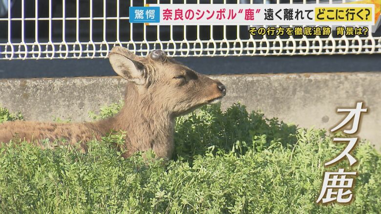 住宅街で見つかった鹿