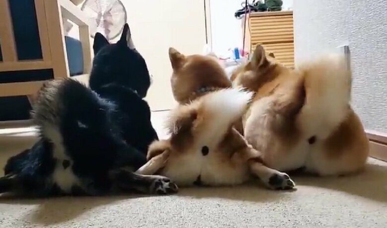 キュートなお尻