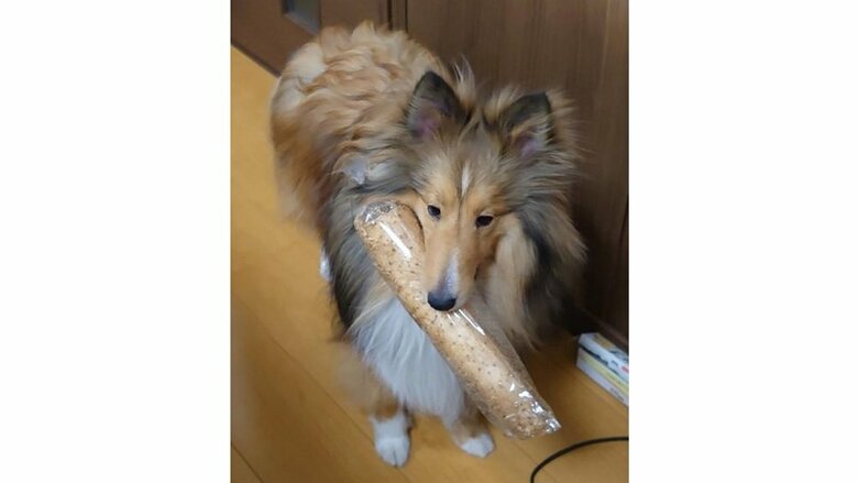 手（鼻？）の届くところに物を置いておくと、物凄い速さですぐ取っていくという