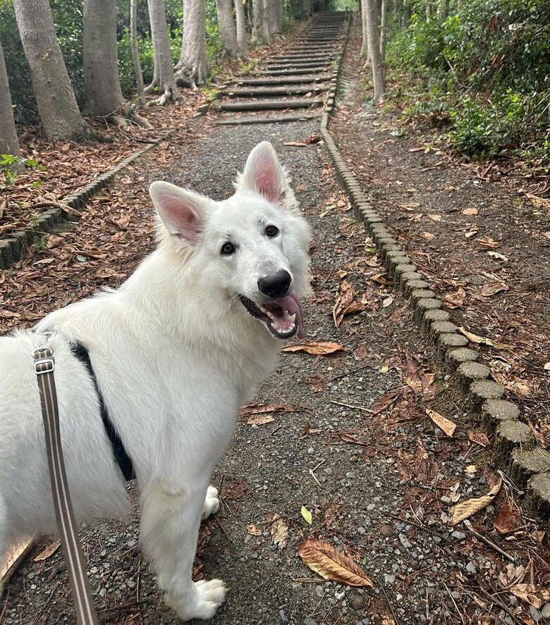 散歩大好き