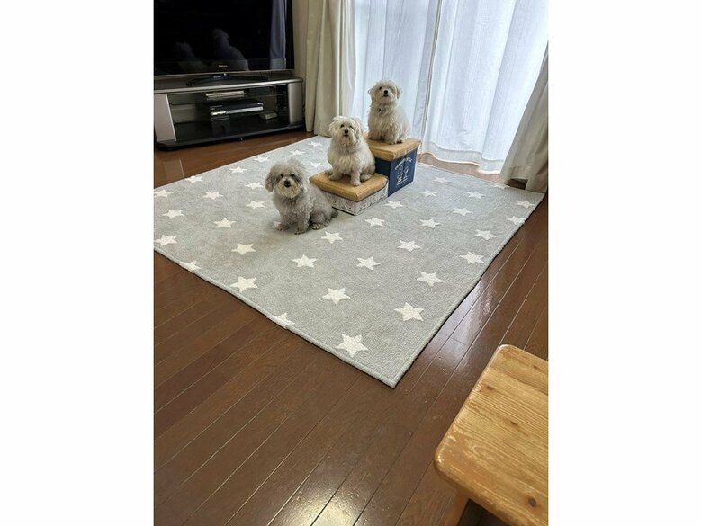 （画像：飼い主さん提供）