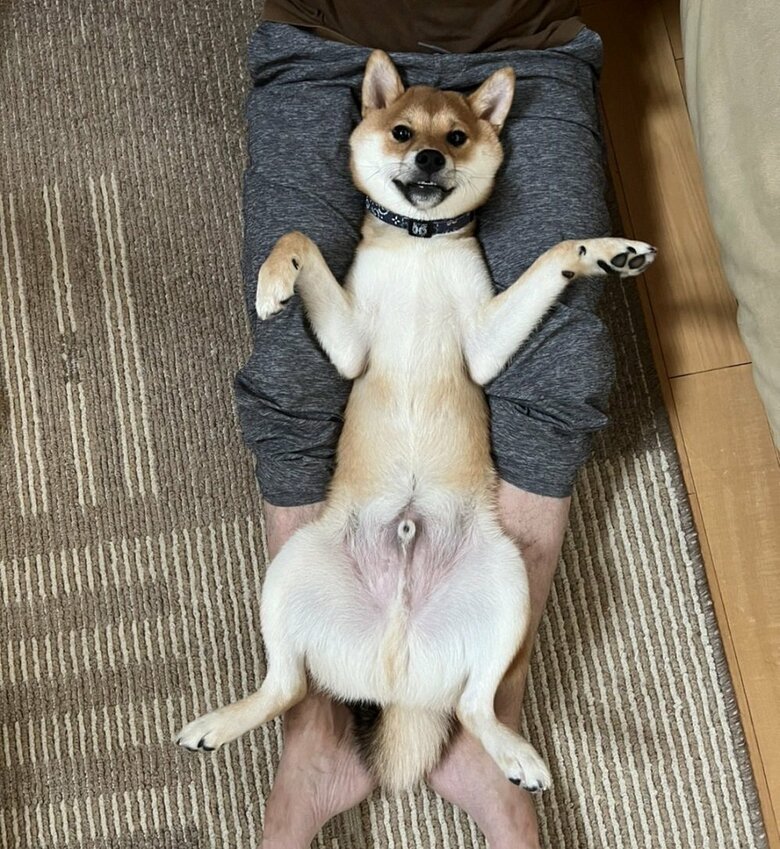 ピッタリフィット