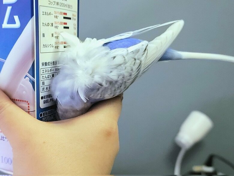 牛乳パックといのりさんの手のひらの隙間に頭を突っ込むふじちゃん