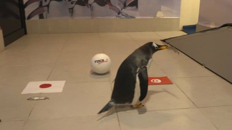 ダニー（３歳オス）はチュニジア勝利を予想
