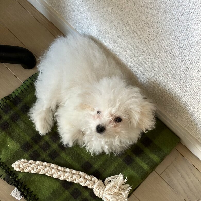 提供：白く、柔らかな犬さん