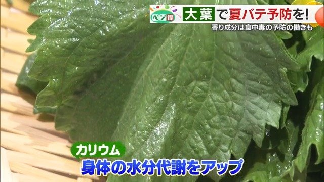 カリウム豊富な大葉