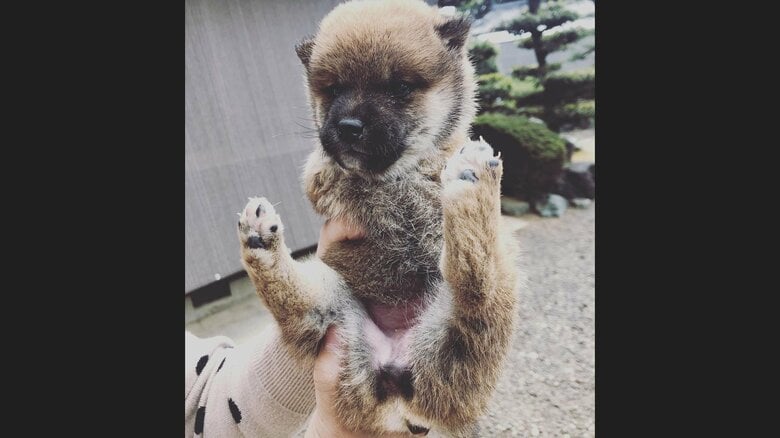 出会った当初の春子ちゃん。両前足は先天性でない