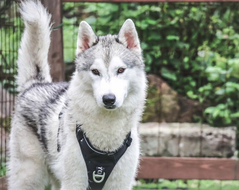 提供：スカイさん