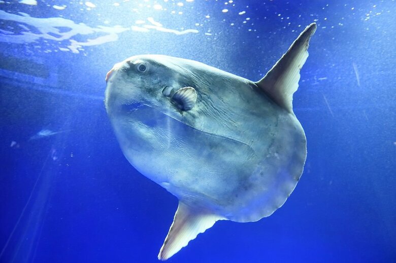 投稿動画のマンボウとは別個体（提供：サンシャイン水族館）