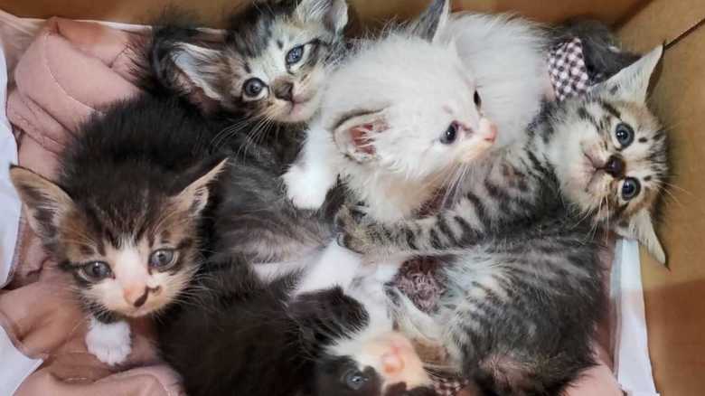 ネコを捨てるな!ブームの陰で増える“無責任”飼い主の実態【島根発】