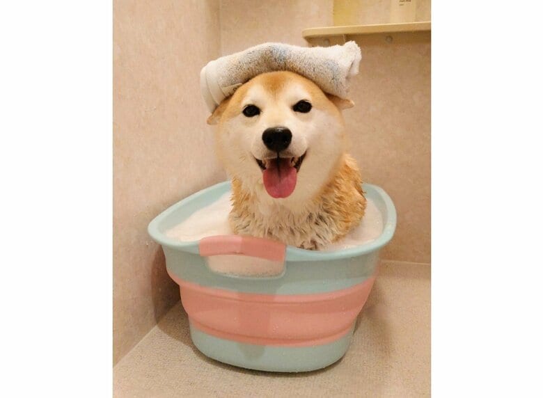 提供：柴犬チャーミーさん