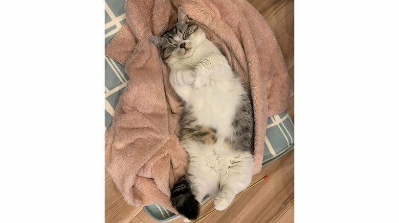 ヘソ天で寝る様子