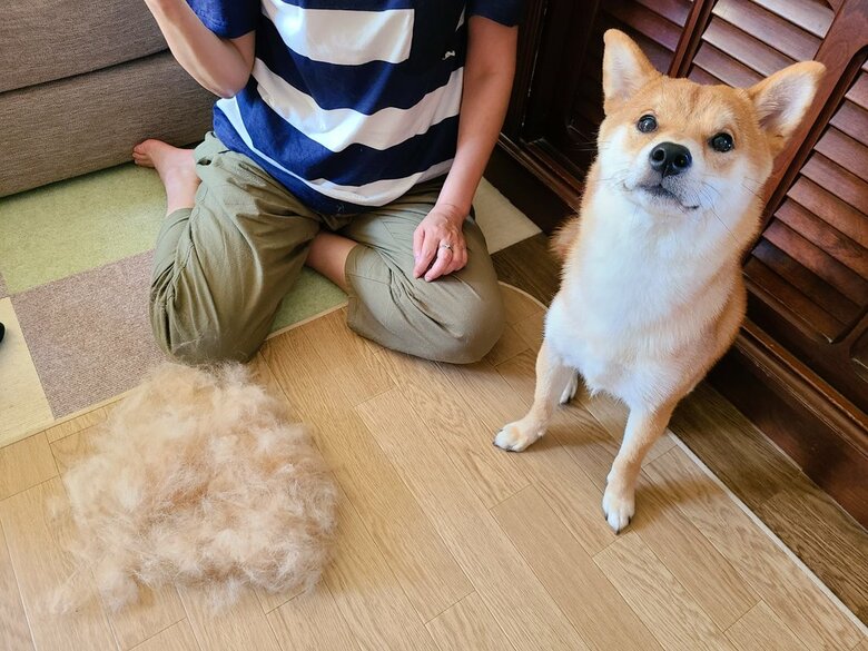 提供：犬さん