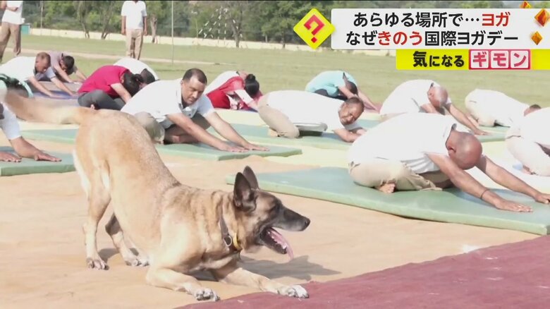 人間と同じようにヨガのポーズをとる犬