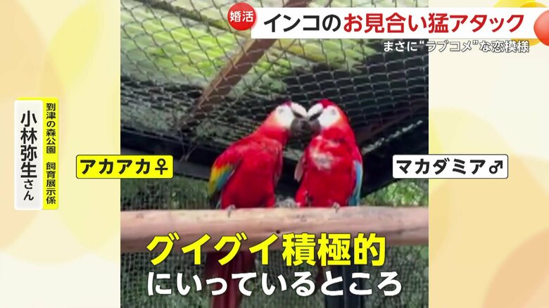 お見合い中のインコ（提供：到津の森公園）