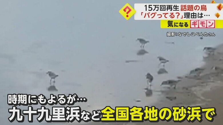 ミユビシギは九十九里浜など、全国各地の砂浜で見られる