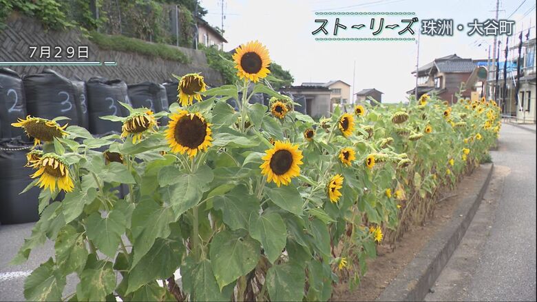 暢子さんが育てたヒマワリ　今年も綺麗に咲き誇った