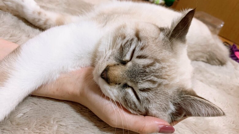飼い主さんの手のひらを満喫