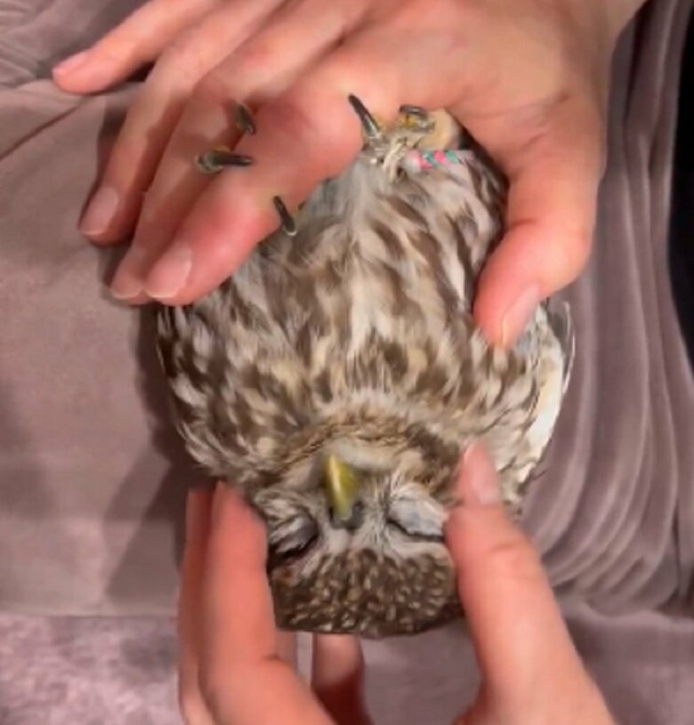 マッサージ気持ちいい…