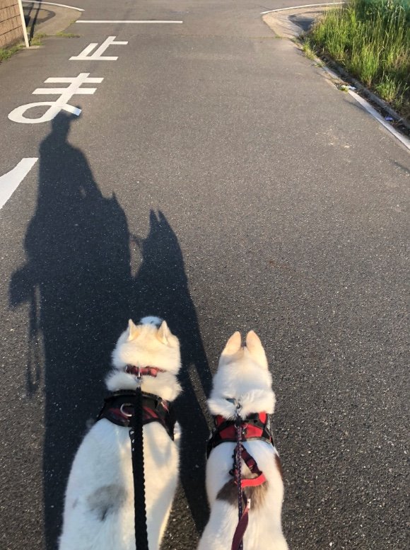 提供：斑柄兄妹（銀太と緋那子）さん