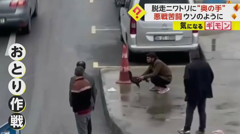 ニワトリの飼い主とみられる男性がもう一羽のニワトリを持ちおとりにする様子