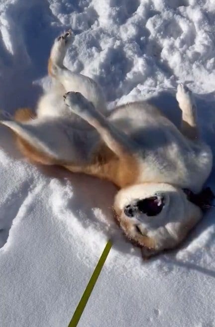 こちらは別の日のハルちゃん。ボールで遊んでいる途中だそう